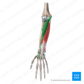 Flexor carpi radialis muscle (Musculus flexor carpi radialis); Image: Yousun Koh