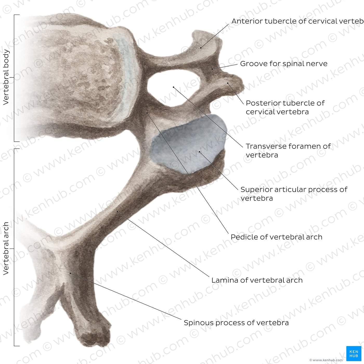Typical cervical vertebra