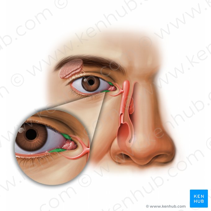 Papila lacrimal (Papilla lacrimalis); Imagem: Paul Kim