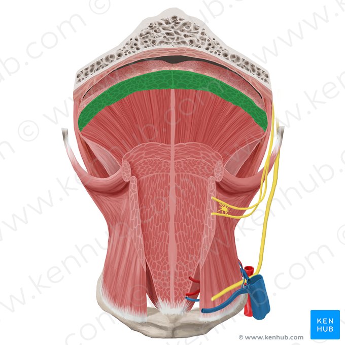 Superior longitudinal muscle of tongue (Musculus longitudinalis superior linguae); Image: Begoña Rodriguez