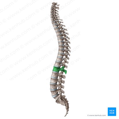 Vertebra L1; Image: Liene Znotina
