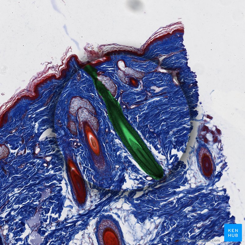 Hair follicle - histological slide