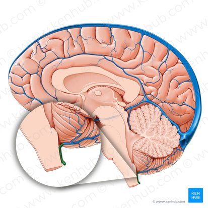 Vena bulbar posteromedial (Vena medullaris posteromediana); Imagen: Paul Kim