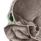 Nasennebenhöhlen (Sinus paranasales)