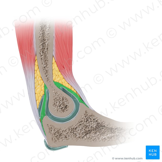 Cápsula articular do cotovelo (Capsula articularis cubiti); Imagem: Paul Kim