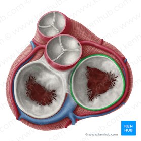Fibrous ring of right atrioventricular valve (Anulus fibrosus valvae atrioventricularis dextrae); Image: Yousun Koh