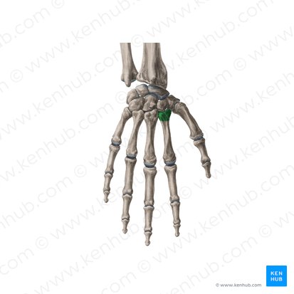 Base do 2.º metacarpal (Basis ossis metacarpi 2); Imagem: Yousun Koh