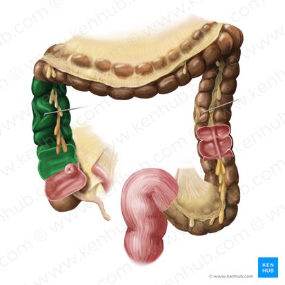 Ascending colon (Colon ascendens); Image: Begoña Rodriguez