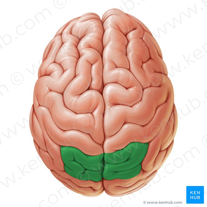 Superior parietal lobule (Lobulus parietalis superior); Image: Paul Kim