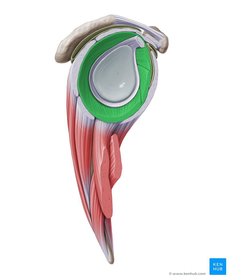 Glenohumeral capsule