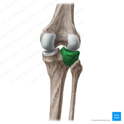 Lateral condyle of tibia (Condylus lateralis tibiae); Image: Liene Znotina