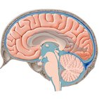 Cerebrospinal fluid flow