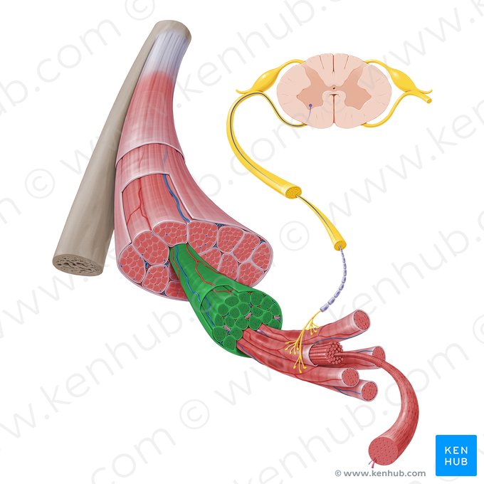 Muscle fascicle (Fasciculus muscularis); Image: Paul Kim