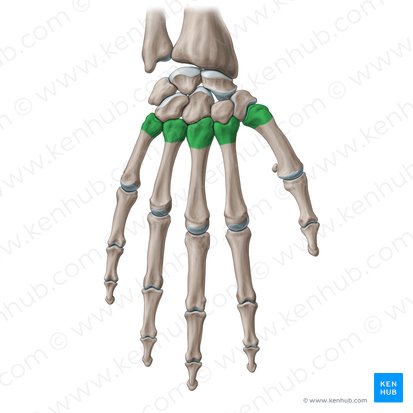 Base do osso metacarpal (Basis ossis metacarpi); Imagem: Paul Kim