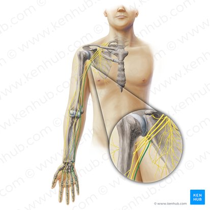 Nervio ulnar (Nervus ulnaris); Imagen: Paul Kim