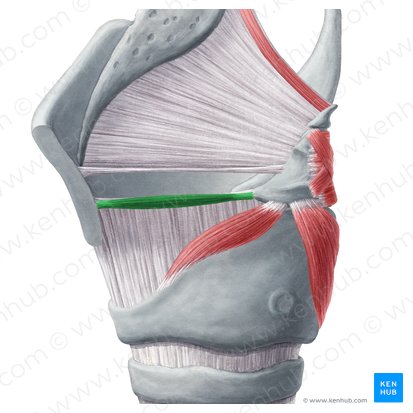 Músculo vocal (Musculus vocalis); Imagem: Yousun Koh