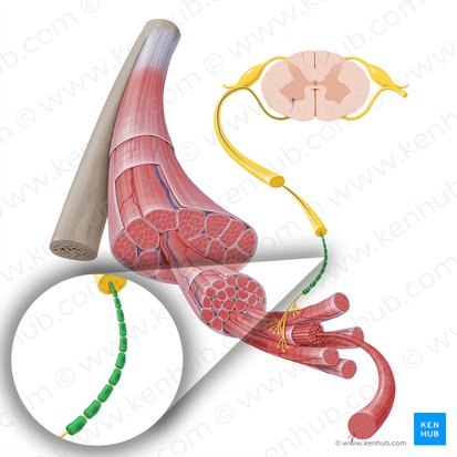 Vaina de mielina de la neurona motora (Stratum myelini motoneuronis); Imagen: Paul Kim