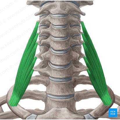 Scalenus medius muscle (Musculus scalenus medius); Image: Yousun Koh