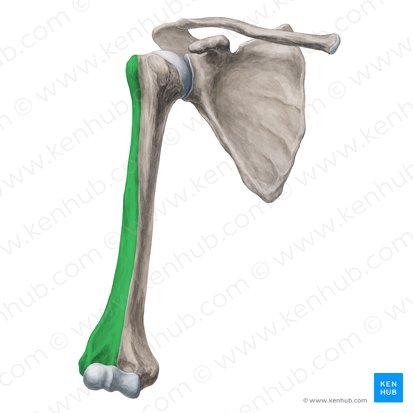 Cara anterolateral del húmero (Facies anterolateralis humeri); Imagen: Paul Kim