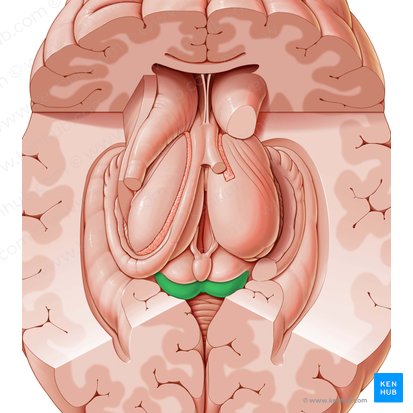 Colículo inferior (Colliculus inferior); Imagen: Paul Kim