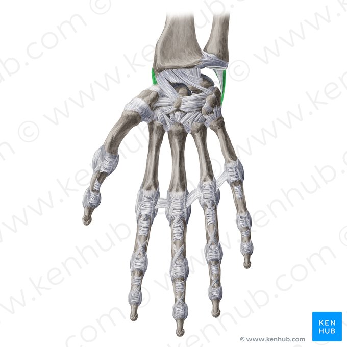 Collateral ligaments of wrist joint (Ligamenta collateralia carpi); Image: Yousun Koh