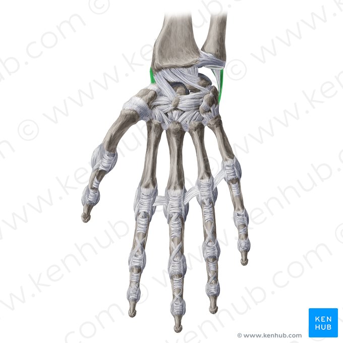 Ligamentos colaterales del carpo (Ligamenta collateralia carpi); Imagen: Yousun Koh