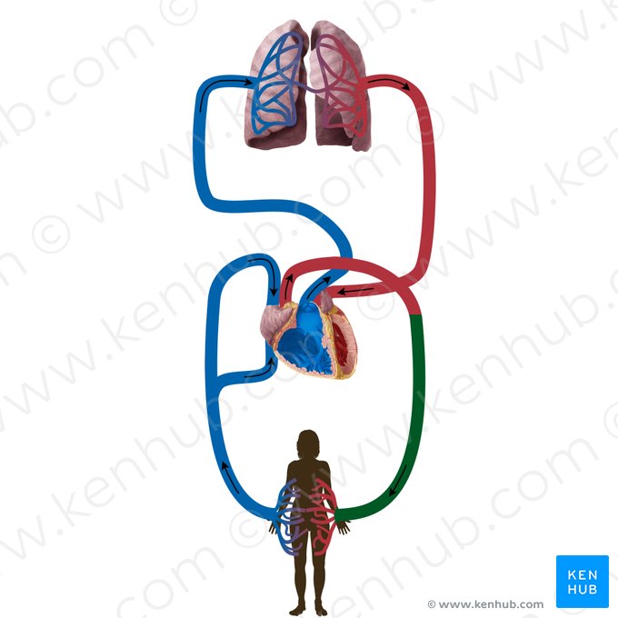 Artérias sistêmicas (Arteriae systemicae); Imagem: Begoña Rodriguez