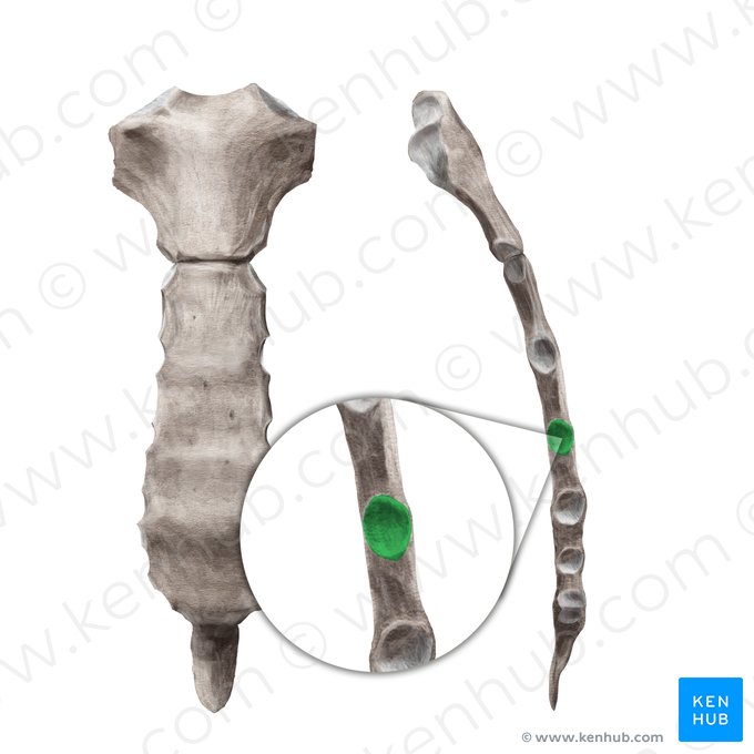 4ème incisure costale du sternum (Incisura costalis 4 sterni); Image : Begoña Rodriguez