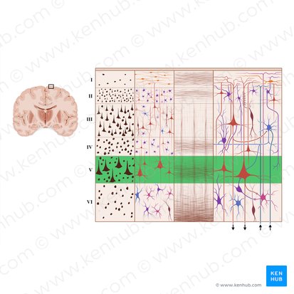 Capa piramidal interna de la corteza cerebral (Lamina pyramidalis interna); Imagen: Paul Kim