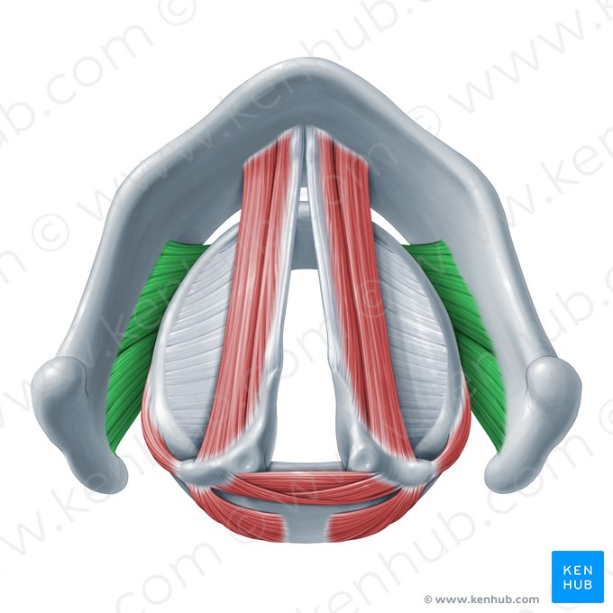 Musculus cricothyroideus (Ringknorpel-Schildknorpel-Muskel); Bild: Paul Kim