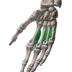 Palmar interossei muscles