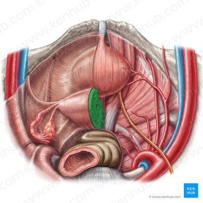 Utérus (Uterus); Image : Irina Münstermann