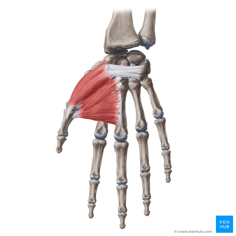 Thenar muscles: Adductor pollicis brevis, abductor pollicis, flexor pollicis brevis and opponens pollicis