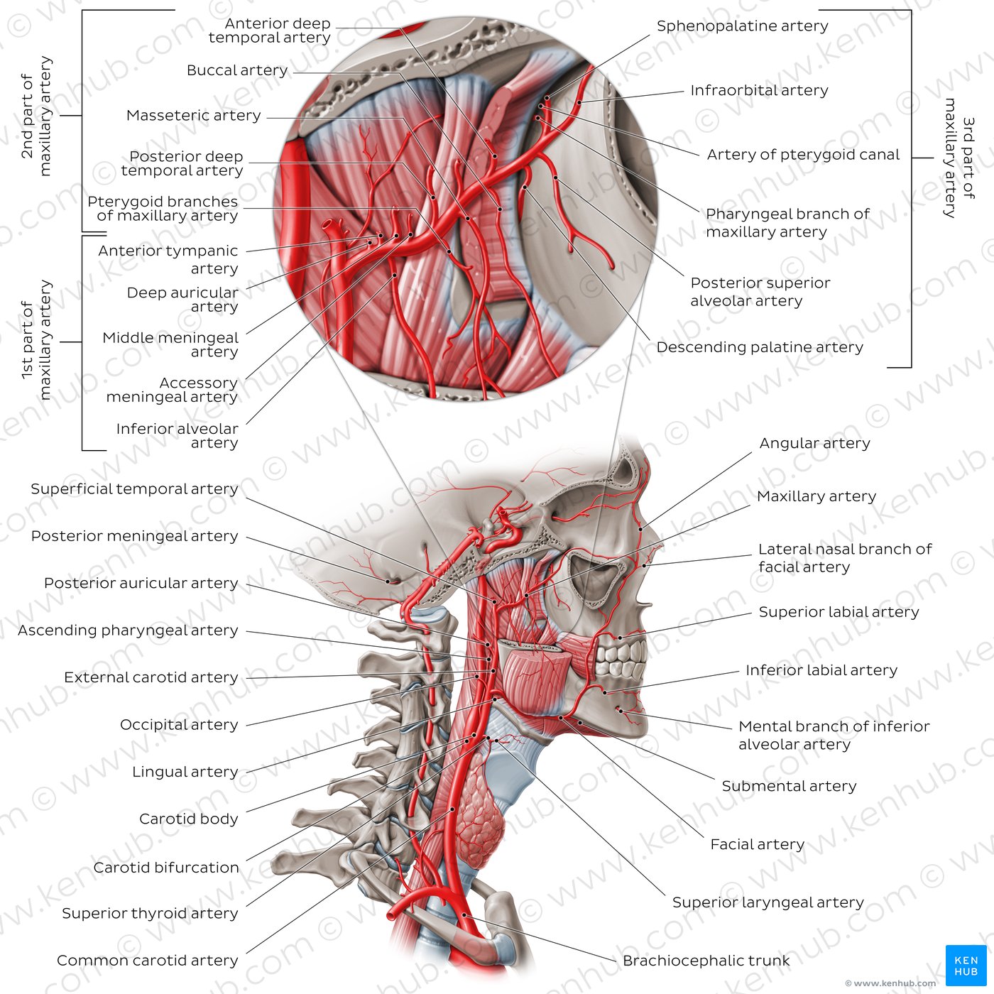 Arteries of the head: External carotid artery