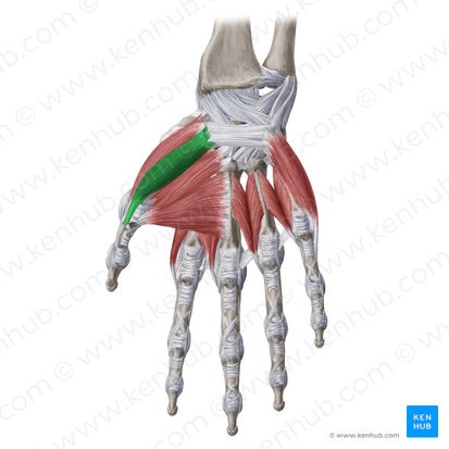 Superficial head of flexor pollicis brevis muscle (Caput superficiale musculi flexoris pollicis brevis); Image: Yousun Koh