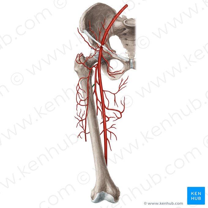 Primera arteria perforante (Arteria perforans prima femoris); Imagen: Rebecca Betts