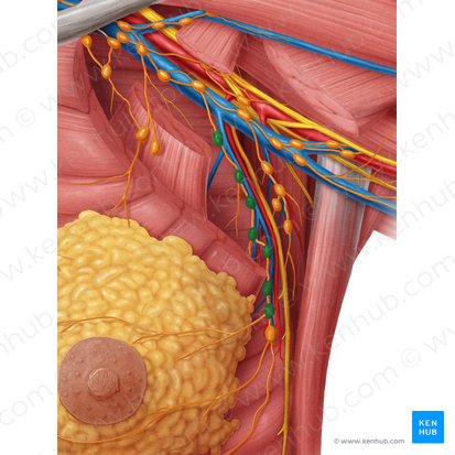 Anterior axillary lymph nodes (Nodi lymphoidei axillares anteriores); Image: Samantha Zimmerman