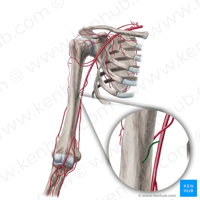 Nutrient artery of humerus (Arteria nutricia humeri); Image: Yousun Koh