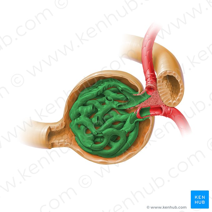 Glomerulus; Bild: Paul Kim