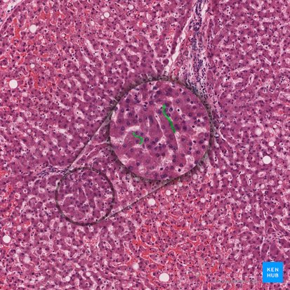 Canalículo biliar (Canaliculus bilifer); Imagen: 