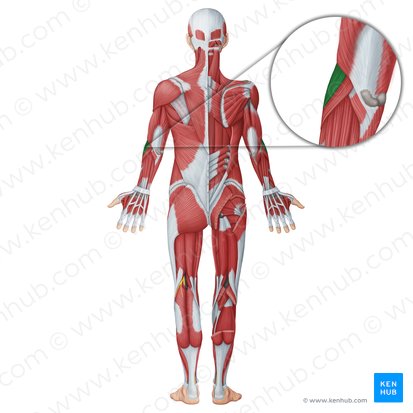 Músculo braquiorradial (Musculus brachioradialis); Imagen: Irina Münstermann