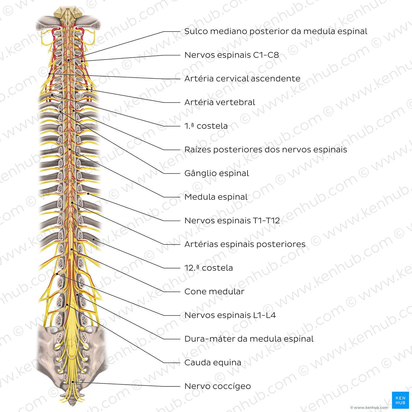 Estrutura da medula espinal