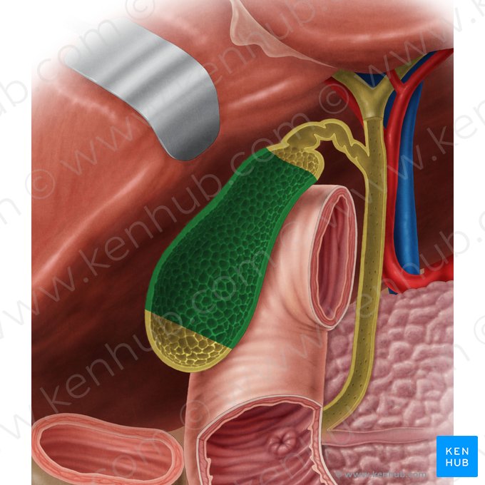 Corpo da vesícula biliar (Corpus vesicae biliaris); Imagem: Samantha Zimmerman