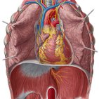 Heart auscultation and percussion