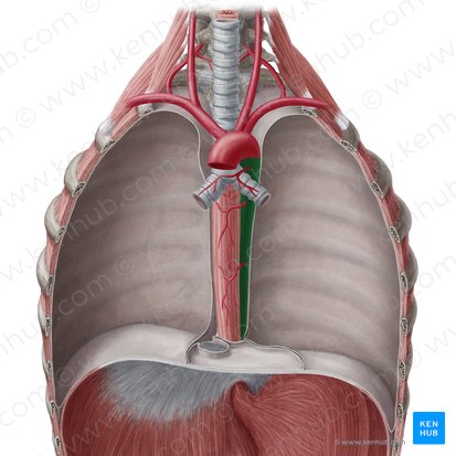 Aorta descendente torácica (Aorta thoracica descendens); Imagen: Yousun Koh