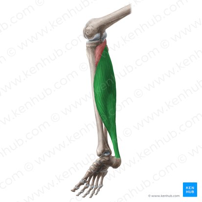 Músculo sóleo (Musculus soleus); Imagem: Liene Znotina