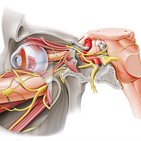 Parasympathetic ganglia