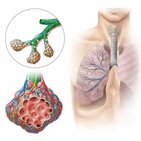 Sistema respiratório