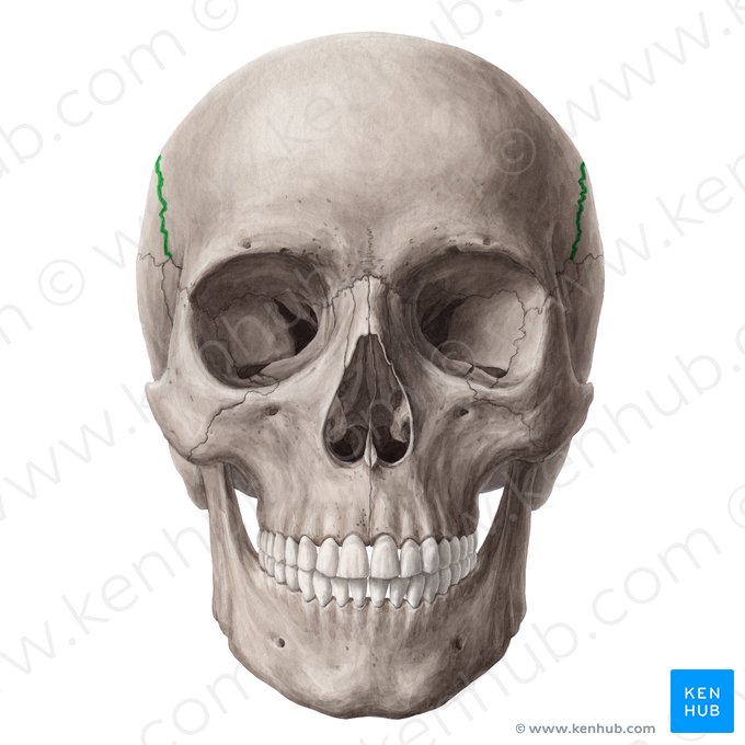 Sutura coronal (Sutura coronalis); Imagem: Yousun Koh