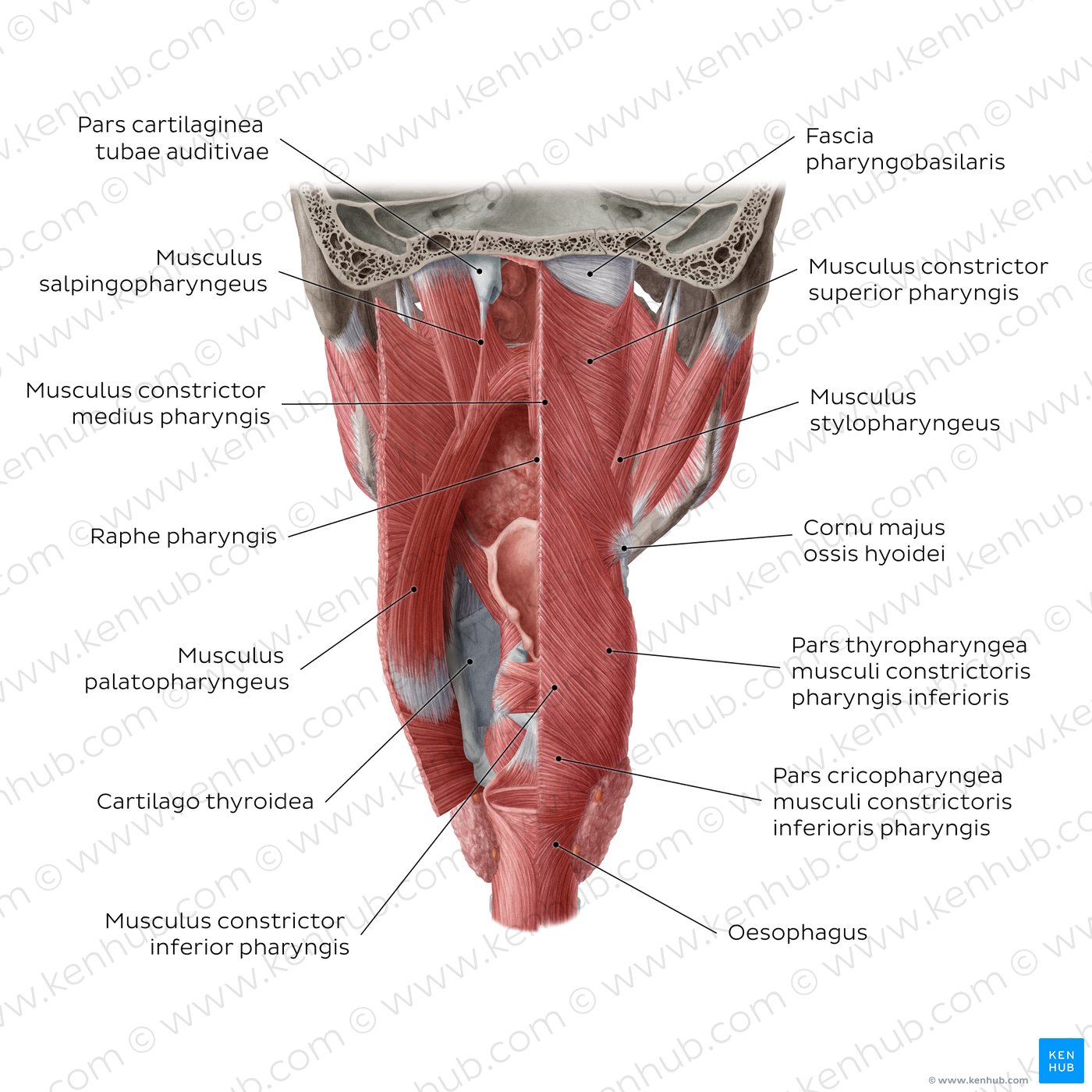 Muskeln des Pharynx